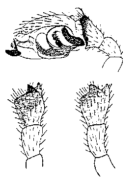 {short description of image}