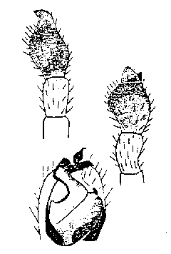 {short description of image}