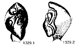 {short description of image}