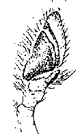 {short description of image}