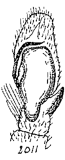 {short description of image}