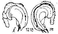 {short description of image}