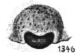 {short description of image}