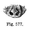 {short description of image}