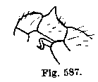 {short description of image}