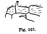 {short description of image}