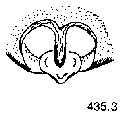 {short description of image}