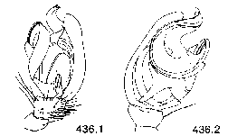 {short description of image}