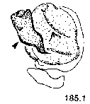 {short description of image}