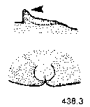 {short description of image}
