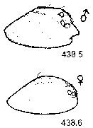 {short description of image}