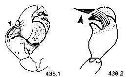 {short description of image}