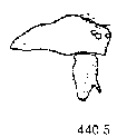 {short description of image}