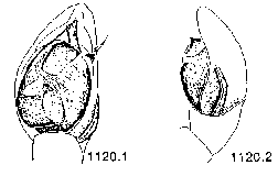 {short description of image}