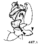{short description of image}
