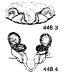 {short description of image}