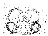 {short description of image}