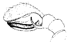 {short description of image}