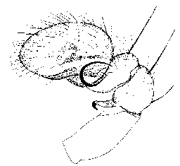 {short description of image}
