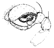 {short description of image}