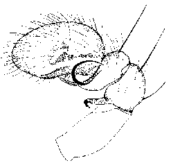 {short description of image}