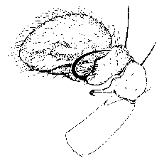 {short description of image}