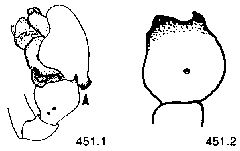 {short description of image}