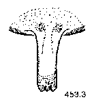 {short description of image}