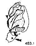 {short description of image}