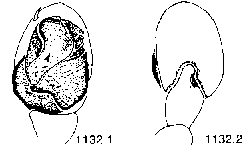 {short description of image}