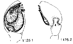 {short description of image}