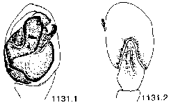 {short description of image}