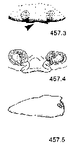 {short description of image}