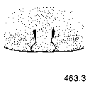 {short description of image}