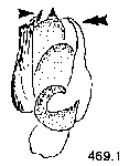 {short description of image}