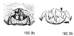{short description of image}