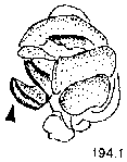 {short description of image}