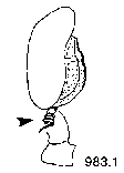 {short description of image}