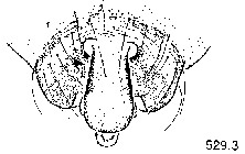 {short description of image}