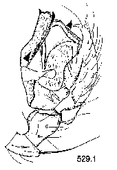 {short description of image}