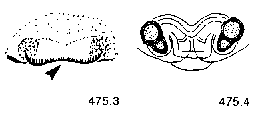 {short description of image}