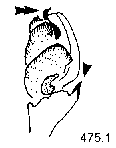 {short description of image}