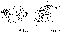 {short description of image}
