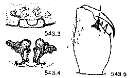 {short description of image}