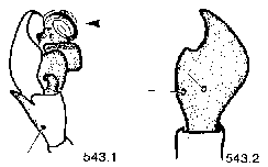 {short description of image}