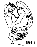 {short description of image}