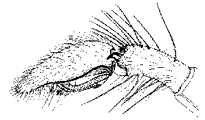 {short description of image}