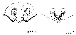 {short description of image}
