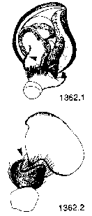 {short description of image}
