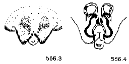 {short description of image}